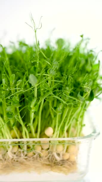 Sprouts Van Erwtenzaden Een Glazen Container Dauw Eco Veganistische Gezonde — Stockvideo