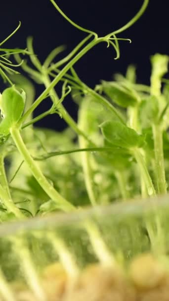 豌豆种子在玻璃瓶里 在露水中发芽 生态素食健康的生活方式生物横幅 绿色自然纹理背景 垂直视频 深色背景 从下往上的角度看 — 图库视频影像