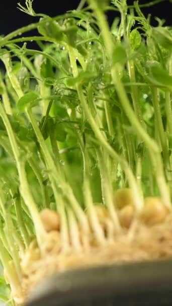 Varză Semințe Mazăre Într Recipient Sticlă Roua Eco Vegan Sănătos — Videoclip de stoc