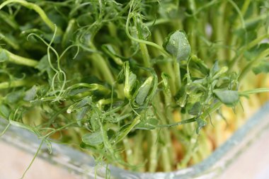 Cam bir kapta, çiy tanelerinin içinde, mavi bezelyeler. Sağlıklı bir yaşam için çevre vejetaryeni bio-afişi. Yeşil doğal doku arka planı. Yakın plan..