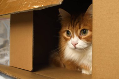 Karton bir kutudan izleyen kırmızı kedi, karton bir kutuda evcil kedi. Yakın plan.