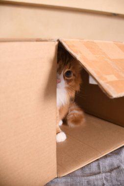 Kırmızı bir kedi ilginç bir şekilde dışarı bakar ve bir karton kutudan izler. Yakın plan.