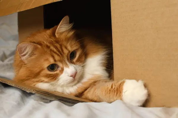 Ginger Cat Lying Plays Cardboard Box Close Stock Photo