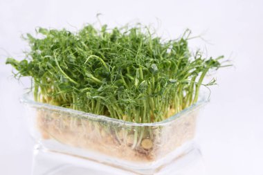 Cam bir kapta, çiy tanelerinin içinde, mavi bezelyeler. Sağlıklı bir yaşam için çevre vejetaryeni bio-afişi. Yeşil doğal doku arka planı. Yakın plan..