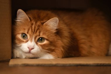 Zencefilli, tüylü yetişkin bir kedi karton bir kutunun içine saklanır ve önüne bakar.