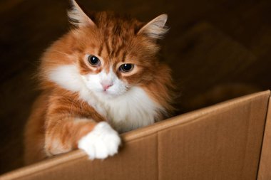 Kırmızı, tüylü yetişkin bir kedi karton bir kutunun yanında oturuyor.