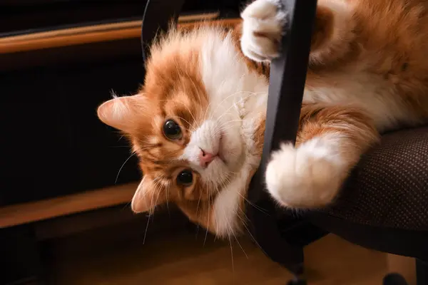 stock image Red fluffy cat lies on a computer chair, Close-up