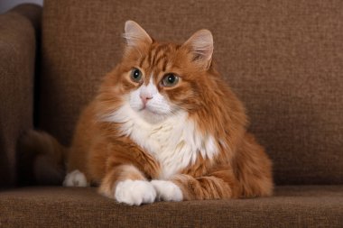 Kahverengi bir kanepede yatan yetişkin bir kızıl kedinin portresi.