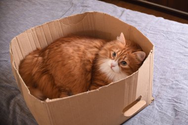 Kızıl bir kedi karton bir kutunun içinde yatıyor, bakışları yukarıya bakıyor..