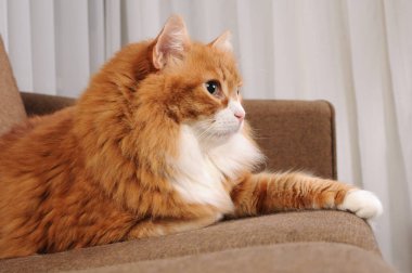 Yetişkin, tüylü, kızıl kedi kanepede uzanıyor.