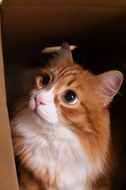 Kızıl bir kedi karton bir kutunun içinde oturur, dik dik bakar..