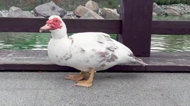 Misk ördeğinin beyaz tüyleri vardır. Gözlerinin ve gagasının etrafında karakteristik bir kırmızı et yetişir. Parkta dışarıda otlar.