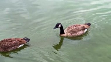 Bir çift Kanada Kaz 'ı ve Branta kanadensis kazları gölette yüzerler..