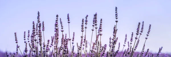 普罗旺斯的薰衣草场 全景景观 艳阳高照的薰衣草花 为宽网幅横幅 — 图库照片