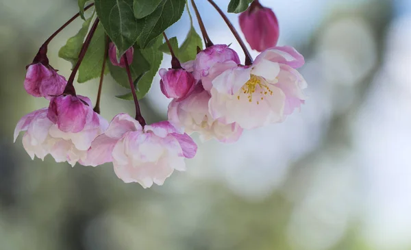 Apfelbaum Einem Frühlingsgarten Auf Verschwommenem Hintergrund Nahaufnahme Blütezeit April Blüten — Stockfoto
