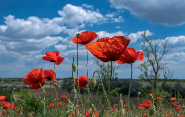 赤いケシの花は野生の畑で クローズアップで咲きます 5月の日 ウクライナで野生の花と草原の風景 雲とぼやけた空の背景の牧草地で美しいポピー ストック写真