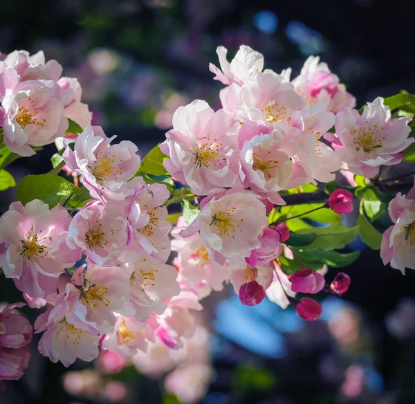 太陽の光で新鮮な花やボケとリンゴの木 クローズアップ 春の庭にリンゴの枝が咲く ストック画像