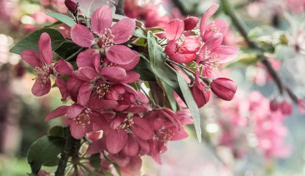春の庭でアップルの木の美しい赤い花 クローズアップ Viva Magentaのトーンでリンゴの木の開花枝 ストック画像