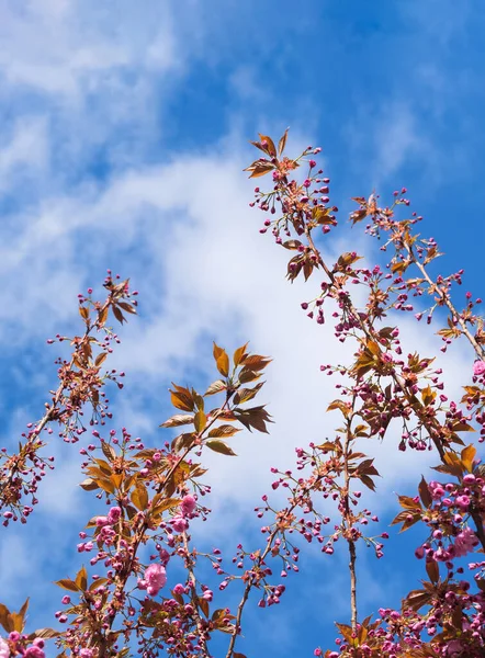盛开的樱桃树上的花朵 粉色花瓣 芽和新鲜的叶子 天空背景上的日本樱花树分枝 图库照片