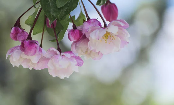 Яблуня Весняному Саду Розмитому Фоні Зблизька Сезон Цвітіння Квітні Квіти Стокова Картинка