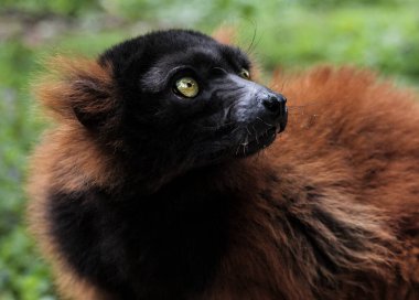 Kırmızı yakalı lemur ağaçta oturuyor, yaklaş. Lemur 'un doğal ortamdaki portresi..