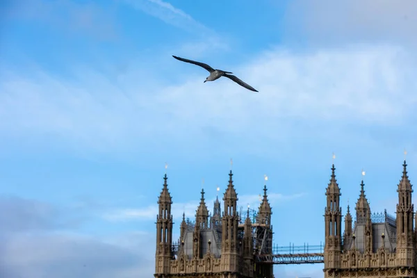 Bird Flying Front Palace Westminster Big Ben London England Clear — Stock Photo, Image