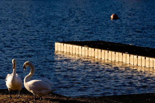 Suyun Kenarında Iki Beyaz Kuğu Görüntü Londra Ngiltere Ngiltere — Stok fotoğraf