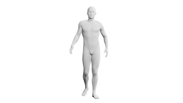 白い背景に隔離された美しい陸上競技の若者のポーズ 3Dイラスト レンダリング 人工知能 アンドロイド マネキン 正面図 — ストック写真