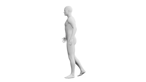 漂亮的运动青年男子的姿势 孤立在白色的背景 3D说明 人工智能 机器人 人体模型 侧视图 — 图库照片#