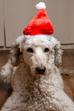 Yeni yıl şapkalı bir köpek kameraya bakar. Büyük kraliyet kanişi. Yeni yıl ve köpek..