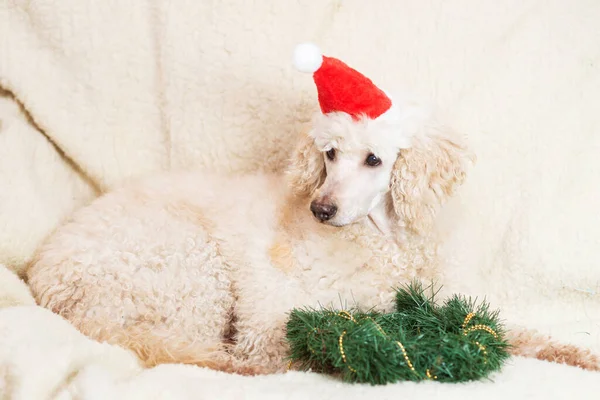 New Year Christmas Dog New Year Hat Lies Christmas Tree — Stock Photo, Image
