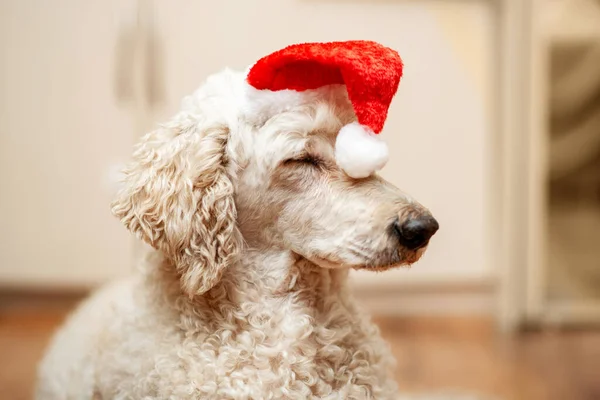 その犬は新年の帽子の中で眠りにつく 大規模な王室プール 新しい年のコンセプトを支える — ストック写真