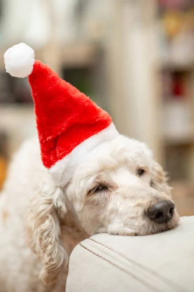 その犬は新年の帽子の中で眠りにつく 大規模な王室プール 新しい年のコンセプトを支える — ストック写真