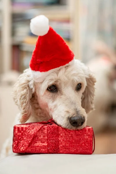 Smutný Veselý Pes Novoroční Čepici Dárku — Stock fotografie
