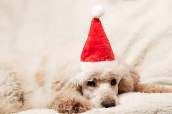 新しい年の帽子の大きなプードル犬はソファの上にしっかりと横たわっています — ストック写真
