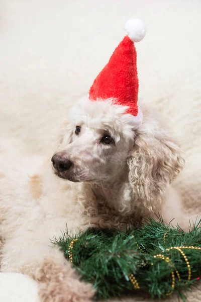 クリスマスと新年の帽子の犬はソファの上のクリスマスツリーの花輪の近くにあります — ストック写真