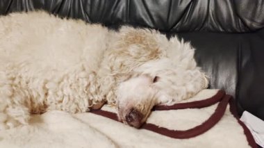 The dog lies on the sofa and sleeps. A large white dog - a royal poodle is resting.