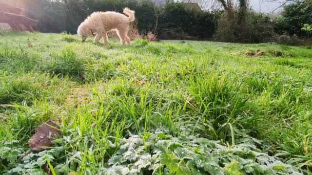 Snow Falls Green Grass Slow Motion Dog Background — Vídeo de Stock