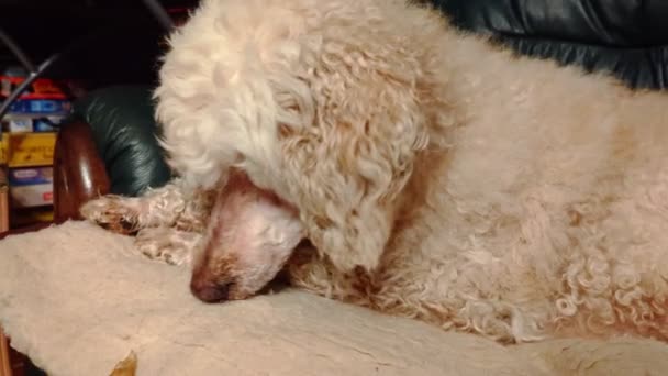 这只狗在沙发上啃骨头 大皇家狮子狗休息了 — 图库视频影像