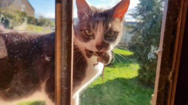 A cat with a mouse in its mouth on the windowsill at home on a sunny day.