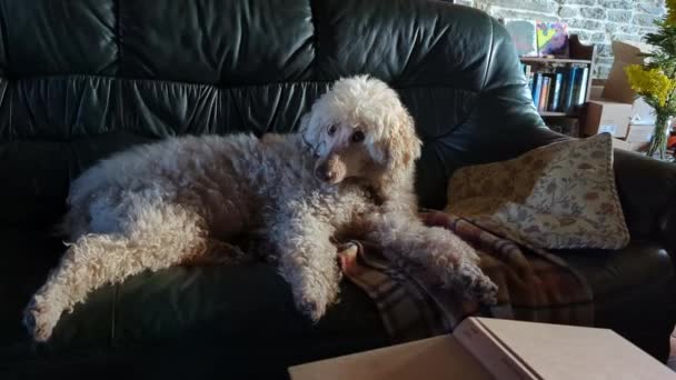 Big Dog Lies Sofa Royal Poodle Resting Dark Sofa — ストック動画