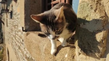 The cat walks on the windowsill and jumps off on a sunny day. Cat activity.