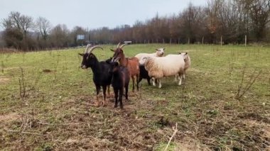 Several sheep run across the pasture towards the dog.