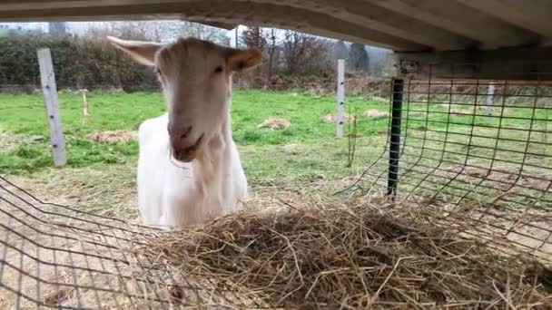 White Goat Eats Hay Feeder Close Farming Concept — Stock video