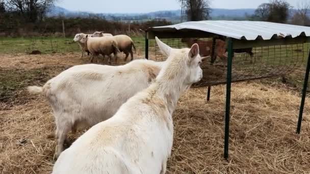 Goats Eat Hay Feeder Pasture Sheep Goats Livestock Breeding Farming — Stock video
