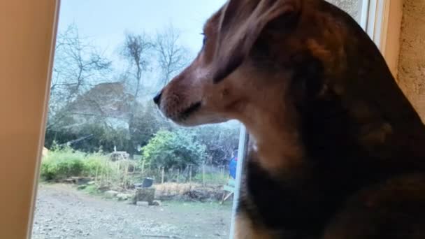 Dog Looks Out Window House Boredom Waiting — Video Stock