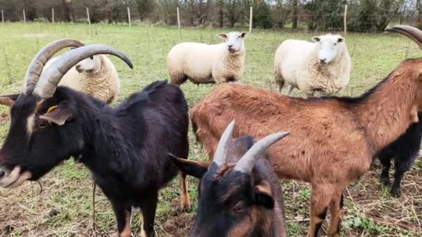 Козы Овцы Спокойно Стоят Пастбище — стоковое видео