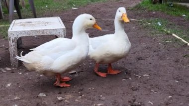 Two white geese in full growth stand on the ground.