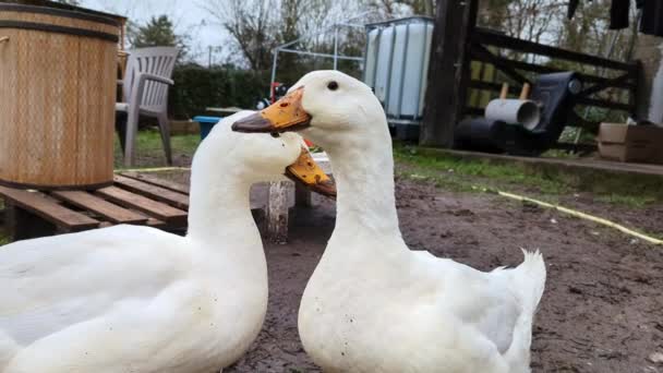 Two White Geese Dirty Beaks Screaming Breeding Poultry — Stok Video
