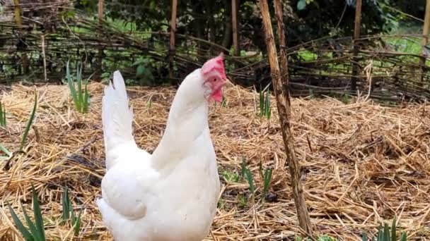 White Rooster Free Range Poultry Farming — Stockvideo